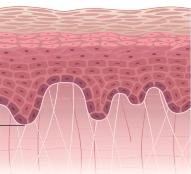Reverso Derma